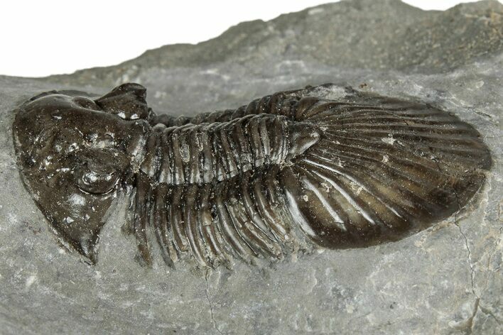 Detailed Scabriscutellum Trilobite - Morocco #359137